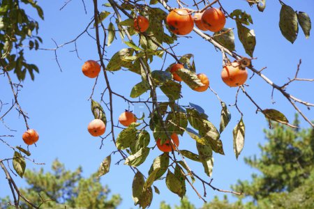 Foto de Frutos rojos de caqui maduros en el árbol en el jardín de otoño - Imagen libre de derechos