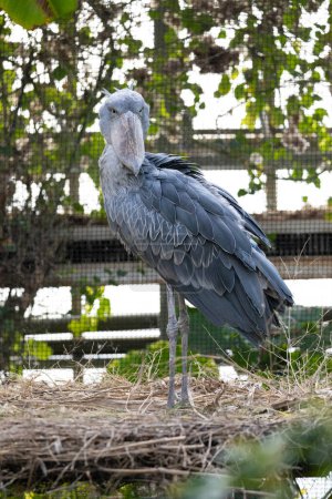 Photo for Portrait of a shoebill bird (Balaeniceps rex), also known as the whalebill, whale-headed stork, and shoe-billed stork is a large long-legged wading bird - Royalty Free Image
