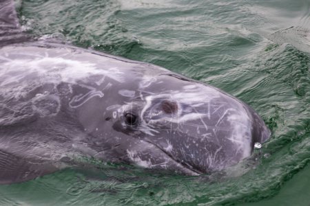 Foto de Un delfín nadando en el agua con la cabeza sobre el agua - Imagen libre de derechos