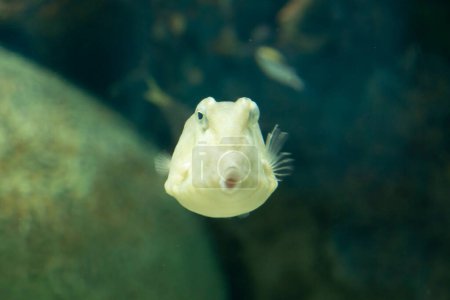 Foto de Primer plano de un pez en el acuario, la vida bajo el agua - Imagen libre de derechos