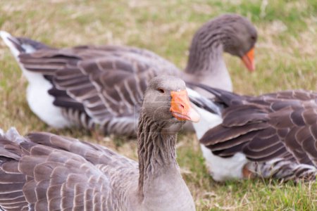 Foto de Un grupo de gansos de pie en la parte superior de un campo cubierto de hierba - Imagen libre de derechos