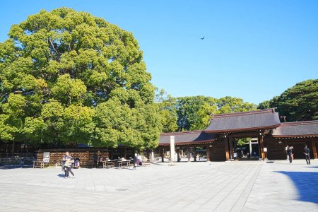 Großer Baum wächst vor der Haupthalle des Meiji-Schreins, Tokio, Japan