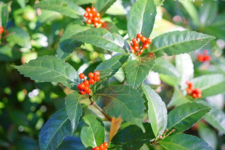 Photo for Beautiful botanical shot, red berries on green leaves - Royalty Free Image