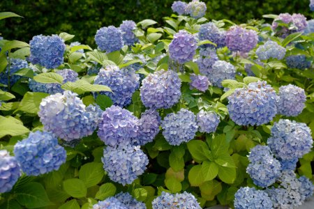 Téléchargez les photos : Fleurs bleues d'hortensia dans le jardin le jour - en image libre de droit
