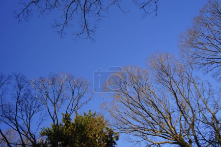 Photo for Spring trees branches in the forest against blue sky - Royalty Free Image