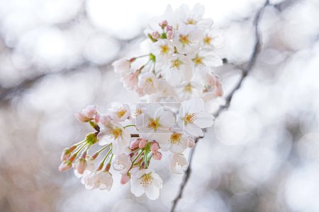 Foto de Hermoso cerezo en flor en primavera - Imagen libre de derechos
