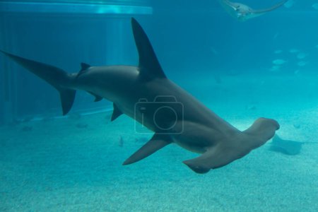 Téléchargez les photos : Requin en eau bleue, vie sous-marine - en image libre de droit