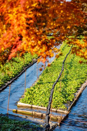 Foto de Vista de otoño del sistema de riego en el campo con el cultivo de plantas verdes frescas - Imagen libre de derechos