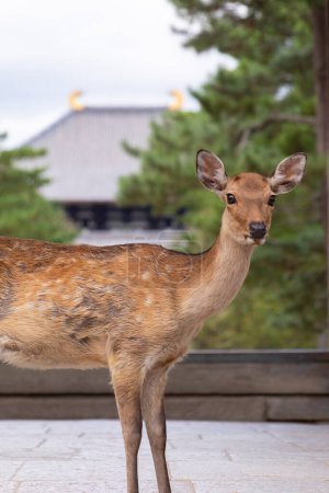 Photo for Portrait of deer animal in Nara, Japan - Royalty Free Image