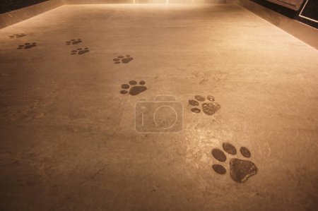 Foto de Rastros de patas de perro en el suelo - Imagen libre de derechos