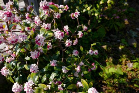 Daphne de invierno (Daphne odora) en japonés principios de primavera