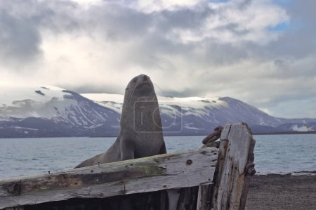 A beautiful landscape with a fur seal on the old wood boat.