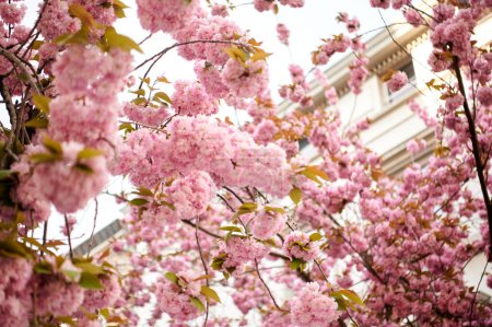 Téléchargez les photos : Coucher de soleil. Une branche de cerisier à la fleur de cerisier à Bonn - en image libre de droit