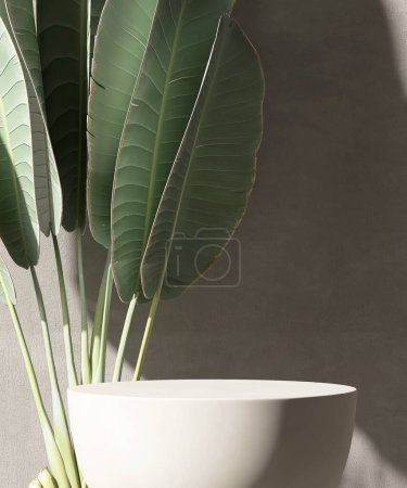 Photo for Minimal, modern matte white round stone podium, tropical banana tree in sunlight on concrete wall  for luxury organic cosmetic, skincare, beauty treatment product display background 3D - Royalty Free Image