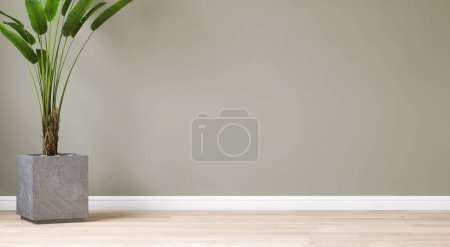 Photo for Clean, blank sage green wall with tropical banana tree in gray cube concrete pot on light brown parquet floor in sunlight for interior design decoration, appliance, furniture product background 3D - Royalty Free Image
