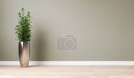 Photo for Clean, blank sage green wall with tropical tree in tall shiny steel pot on brown parquet floor in sunlight for interior design decoration, appliance, furniture product background 3D - Royalty Free Image