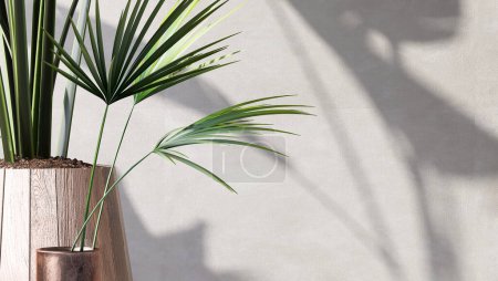 Photo for Green tropical palm tree plant in modern brown wooden design pot in sunlight, leaf shadow on white concrete wall for luxury interior design decoration, beauty, cosmetic, skincare product background 3D - Royalty Free Image