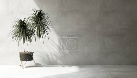 Photo for Clean, blank polished cement wall with tropical dracaena tree in round black pot gold stand on cement floor in sunlight for loft interior design decoration, appliance, furniture product background 3D - Royalty Free Image