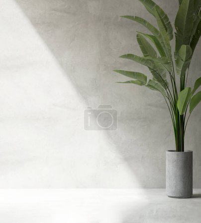 Photo for Clean, blank polished cement wall with green tropical banana tree in round gray concrete pot on cement floor in sunlight for loft interior design decoration, appliance, furniture product background 3D - Royalty Free Image