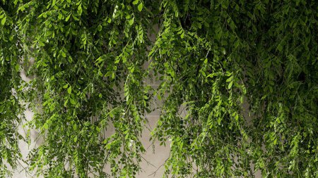 Photo for Green lush foliage of tropical hanging tree branches in sunlight on beige stucco texture wall for fresh organic product display background, outdoor botany garden design decoration 3D - Royalty Free Image