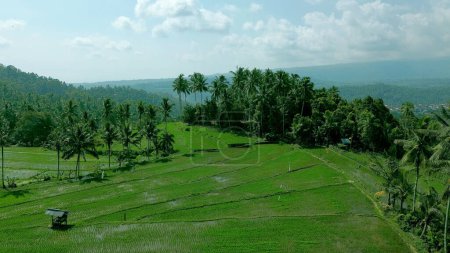 Téléchargez les photos : Belle vue aérienne sur les rizières vertes. Reflet du ciel dans les rizières. Des palmiers entourent les rizières des montagnes de Bali. Vue d'en haut. - en image libre de droit