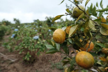 Téléchargez les photos : Vue sur les mandariniers dans les terres agricoles à la campagne. Au premier plan, une mandarine orange, des hortensias fleurissent en arrière-plan. Plantations pour la culture de mandarines. - en image libre de droit