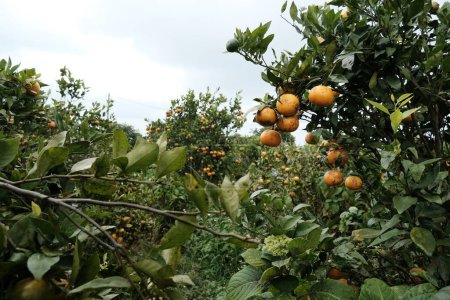 Téléchargez les photos : Mandarinier pittoresque dans la campagne, fond naturel. Des plantations de mandarines à Bali. Feuillage vert et mandarines orange au premier plan. - en image libre de droit