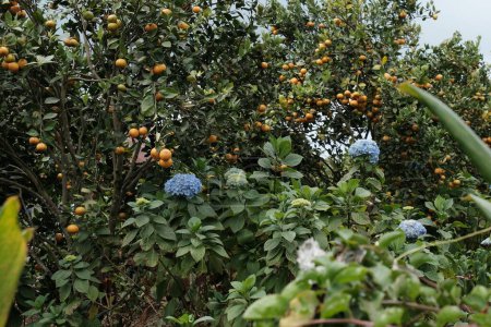 Photo for Farmland, in the foreground lush blue hydrangeas, in the background tangerine trees with orange fruits. Vegetarian food style, ecology and village plantations. - Royalty Free Image