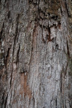 Foto de Foto de fondo vertical de madera. Un árbol viejo con grietas y pliegues en la corteza. Textura de corteza de árbol vieja con musgo. Color gris y marrón del tronco. - Imagen libre de derechos