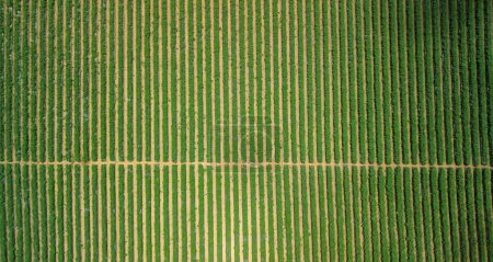 Foto de Correcto fondo geométrico de los campos de uva desde el aire. Los campos verdes están salpicados de líneas rectas, un paraíso para los perfeccionistas. Vídeo de fondo con incluso campos de uvas. - Imagen libre de derechos