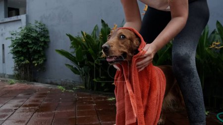 Téléchargez les photos : Une jeune femme essuie son chien avec une serviette rouge après l'avoir lavée dans la cour. Soin des animaux, race de chien golden retriever. Visage drôle d'un chien essuyé après un bain. - en image libre de droit