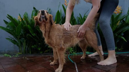 Foto de Una mujer joven lava a su mascota, una recuperadora de oro. Lavado y cuidado de mascotas y perros. Masaje para perros y limpieza de pieles en casa. Clínica veterinaria y salón de aseo. - Imagen libre de derechos