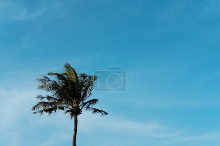 Téléchargez les photos : Arrière-plan naturel grand palmier solitaire contre le ciel bleu et les nuages. Tournage par temps venteux, personne, fond tropical propre. - en image libre de droit