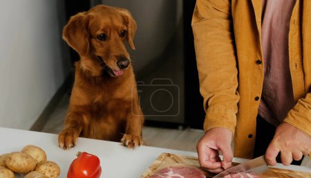 Téléchargez les photos : Un chien de la race Golden Retriever se tient debout avec ses pattes avant sur la table. Concept de nourriture pour chien, nourriture crue pour chiens. Le chien mange de la viande. - en image libre de droit