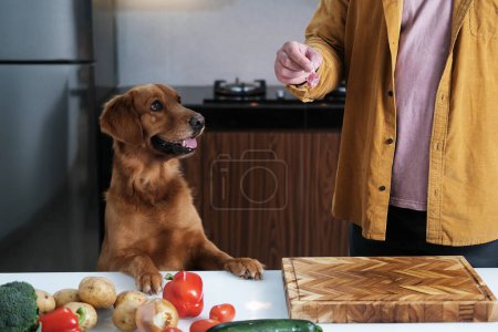 Photo for Raw food for dogs, proper nutrition for your pets. A Golden Retriever dog looks at a piece of meat that its owner gives it. Happy and well-fed dog at home in the kitchen. - Royalty Free Image
