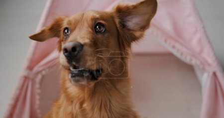 The dog looks at the camera in surprise and turns its head. Funny dog is surprised and looking for something around. Cute and funny pets. Purebred golden retriever.