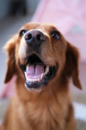 Foto de Una foto vertical de un perro mirando a la cámara con la boca abierta. Banner con un golden retriever para una tienda de mascotas o clínica veterinaria. Perro feliz y amigable. Mascota para publicidad. - Imagen libre de derechos