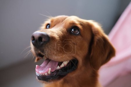 Téléchargez les photos : Portrait horizontal en gros plan du museau d'un chien de la race Golden Retriever à bouche ouverte, il regarde sur le côté. Chien mignon et sympathique, mascotte pour une clinique vétérinaire ou un animalerie. - en image libre de droit
