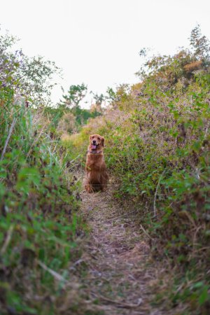 Photo for A dog of the Golden Retriever breed sits on a path in the park and waits for its owner. Training and teaching dogs commands, smart dog. Dog walking and training service. Grooming and pet stores. - Royalty Free Image