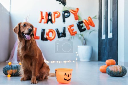 Téléchargez les photos : Un chien Golden Retriever s'assoit sur fond de décorations d'Halloween. Animaux drôles sur Halloween. Décoration de maison et fête d'Halloween. Trick ou traiter. - en image libre de droit