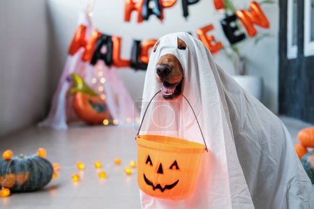 Foto de Golden retriever perro vestido con una sábana blanca como un fantasma para Halloween. Un perro sosteniendo un cubo de regalo de Halloween en su boca usando un disfraz de fantasma. Truco o trato. - Imagen libre de derechos