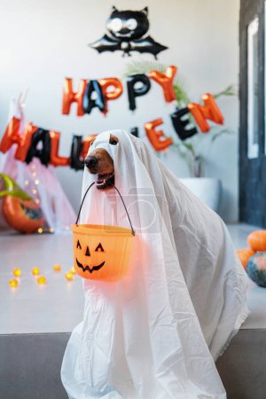 Foto de Un perro de Halloween vestido como un fantasma sostiene una cesta en forma de calabaza para golosinas en sus dientes. Disfraces divertidos de Halloween para perros y mascotas. Concepto de un Halloween divertido con un perro. - Imagen libre de derechos