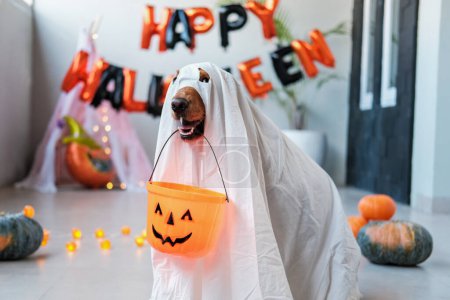Téléchargez les photos : Un chien d'Halloween déguisé en fantôme tient un panier en forme de citrouille pour des friandises dans ses dents. Drôle de costumes d'Halloween pour chiens et animaux de compagnie. Concept d'un Halloween amusant avec un chien. - en image libre de droit
