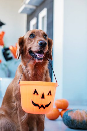Foto de Retrato de un perro recuperador de oro sosteniendo un cubo de Halloween en sus dientes. Lindo perro buscar golosinas en Halloween, festival de la cosecha de otoño. Celebración de Halloween con mascotas. - Imagen libre de derechos
