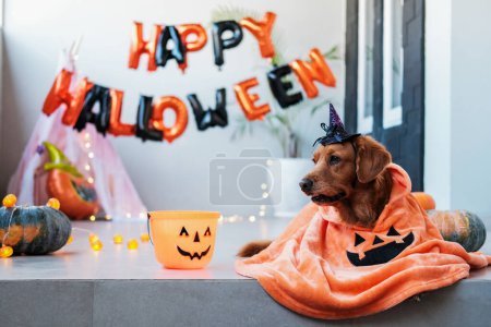 Photo for Golden retriever dog wearing a cloak and witch hat for Halloween. Dog in a costume for a Halloween party. Funny dogs for Halloween, October 31 holiday, autumn holiday. Trick or treat. - Royalty Free Image