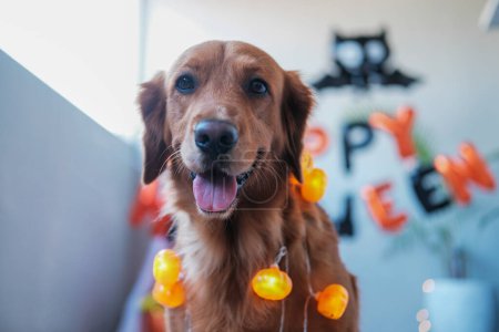 Téléchargez les photos : Portrait d'un chien doré qui se prépare à célébrer Halloween. Fête de la moisson à la veille de la Toussaint. Un chien célèbre Halloween sur fond de décorations. - en image libre de droit
