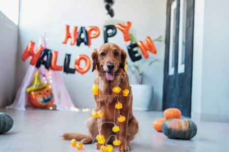 Foto de Un perro Golden Retriever se sienta sobre el telón de fondo de las decoraciones de Halloween. La guirnalda con las calabazas para la fiesta de halloween al cuello de los perros. Truco o trato. - Imagen libre de derechos