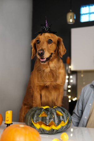 Foto de Un perro recuperador de oro está en la cocina sobre la mesa con sus patas delanteras junto a una calabaza de Halloween tallada. Tallar calabazas y preparar decoraciones para Halloween. - Imagen libre de derechos