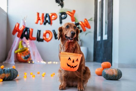 Photo for Portrait of a golden retriever dog holding a Halloween bucket in its teeth. Cute dog look for treats on Halloween, autumn harvest festival. Celebrating Halloween with pets. - Royalty Free Image