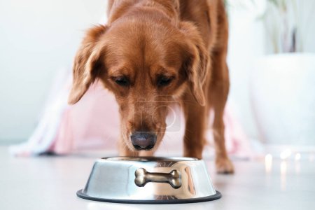 Téléchargez les photos : Un chien qui mange de la nourriture sèche dans son bol. Un bol en métal se tient sur le sol, le chien mange des aliments appropriés et équilibrés. Conseils alimentaires pour chiens d'un vétérinaire. - en image libre de droit